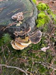 Hélène Van Dun - Tesser