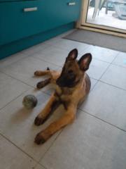 Remi Remi