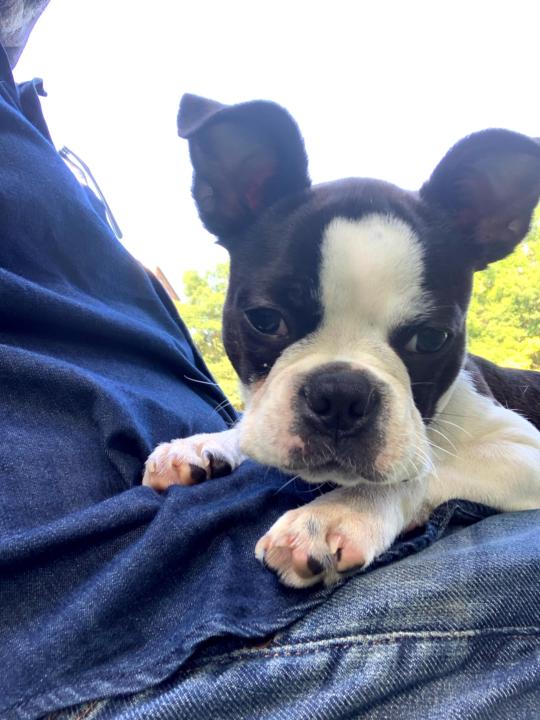 Welcome! Introduce yourself + share a pic of your puppy or Dog 🐶🎉