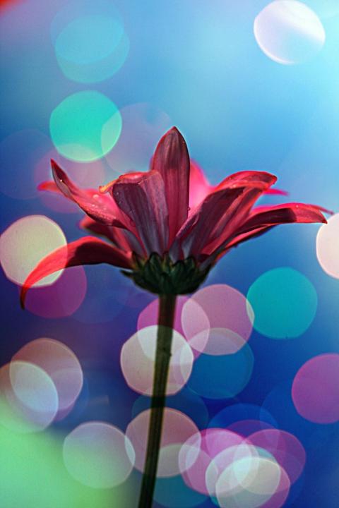 A. Sommerfeld