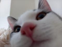 Murat Budak