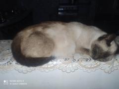فاطمة الزهراء المعروفي