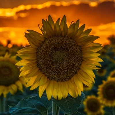 Jennifer Botelho-Chojnacki