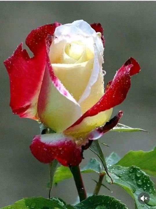 Chaoui Nahid