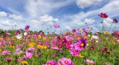 Marie-Hélène Martinez