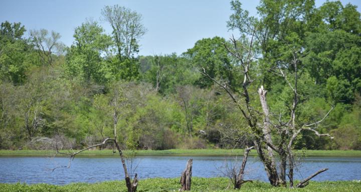 The Regulated Woman™