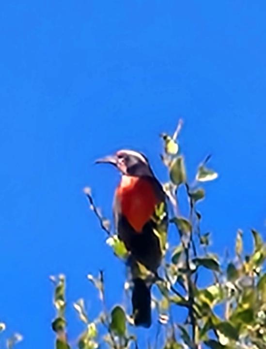Panela Cavada