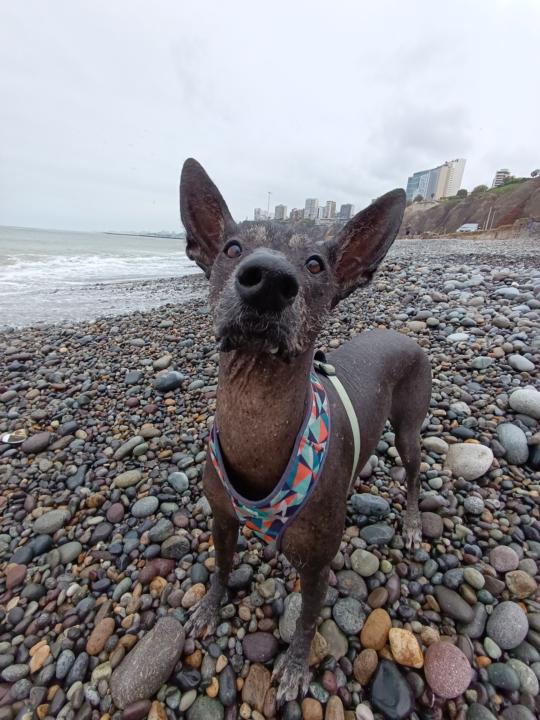 Saludos desde Lima, Peru