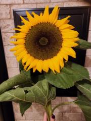 Bianca Dumont-Corbeil