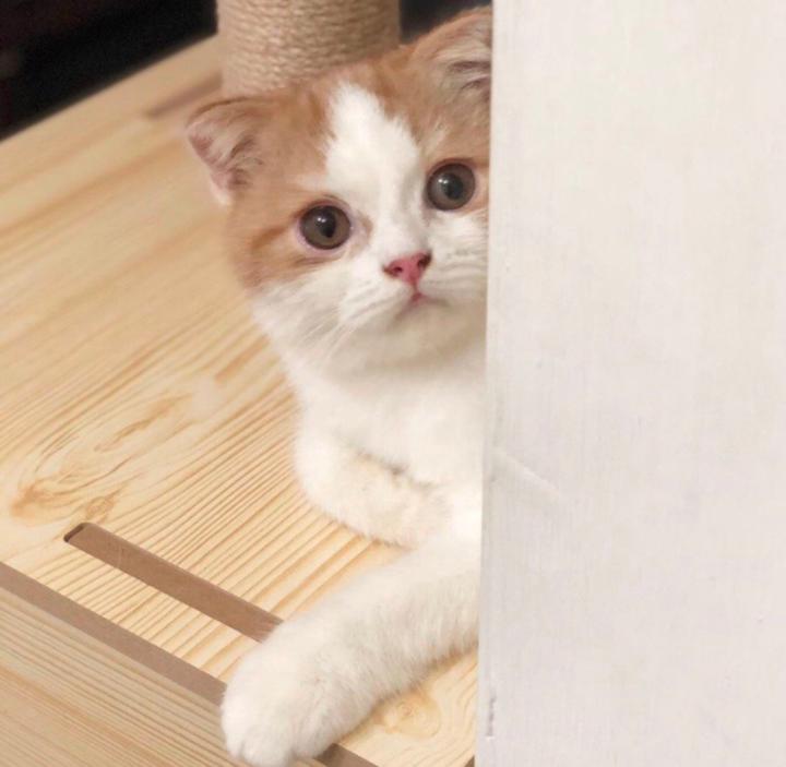 李 青青
