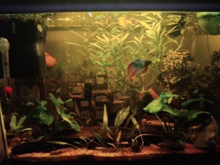 My tank!