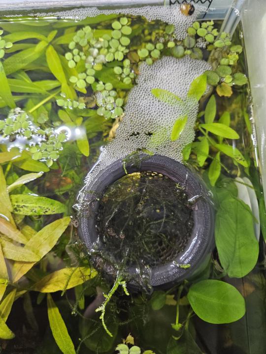 Bubble Nest!