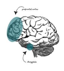 How Your Brain Chases Dopamine Through Networking Calls