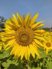Roshni K