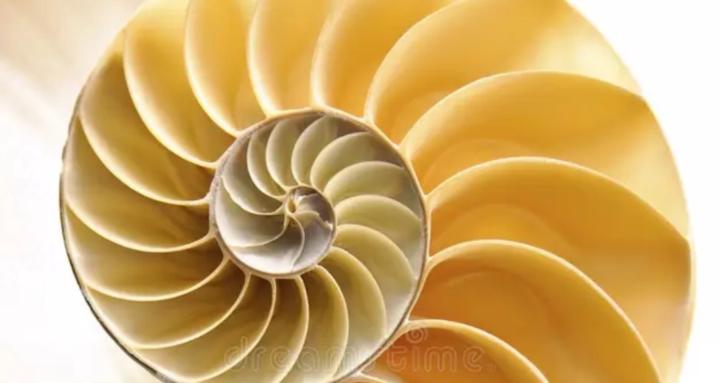 Living Resonance Circle