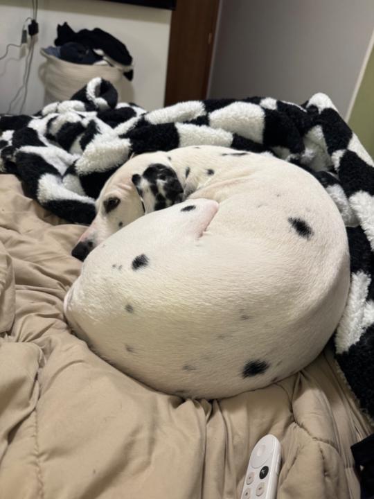 Malcolm Sanders Sanders