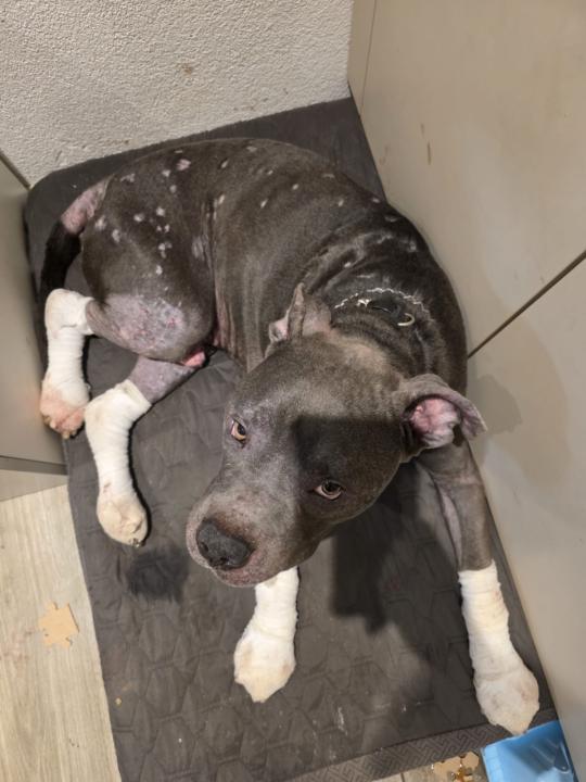 HELP needed for a friends dog!