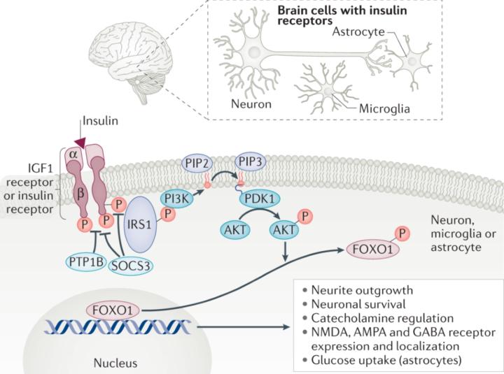 You’re Fit, Lean… and Foggy? The Hidden Form of Insulin Resistance No One Is Talking About.