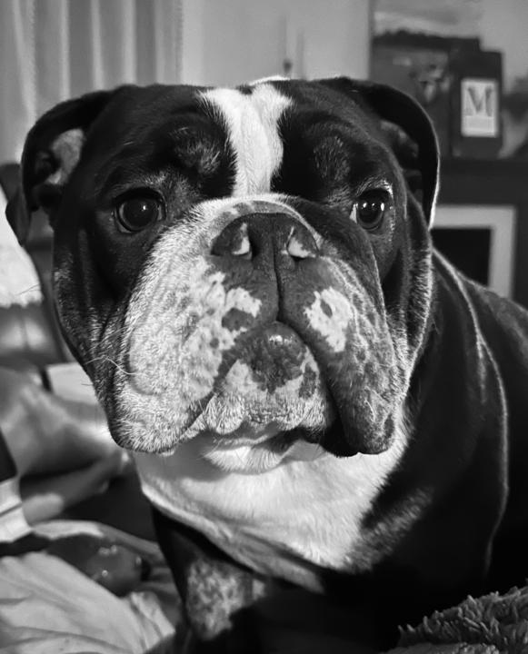 This one’s for the DOGS