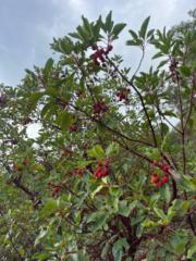 Büşra Rahmet azboy