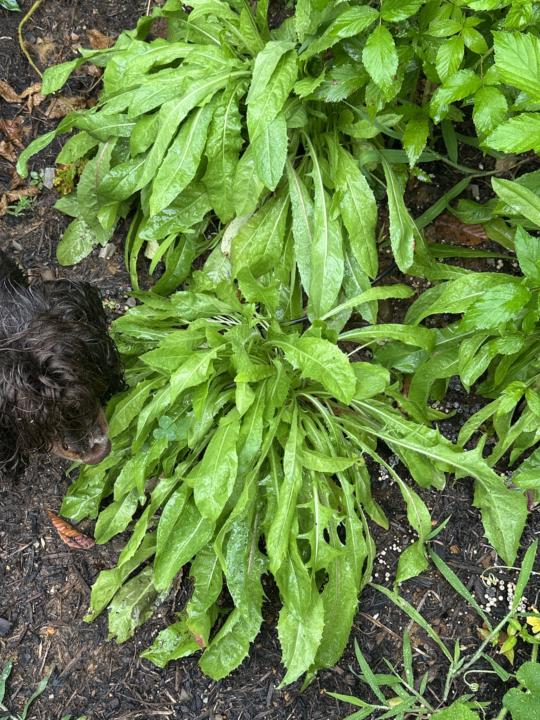 Borage, Chicory and Comfrey