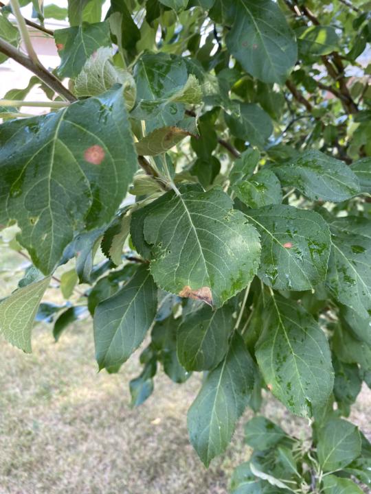 Apple Tree disease 