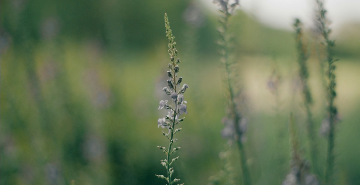 Somatic: Know your Nervous System