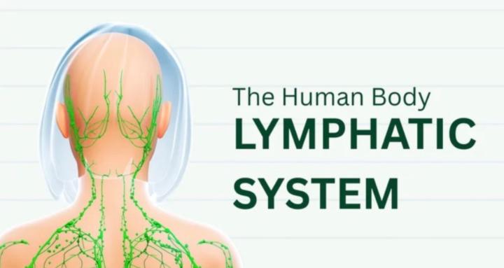 Lymphatic flow