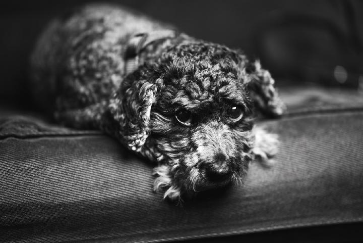 (OCF) Off camera flash and Pet Photography
