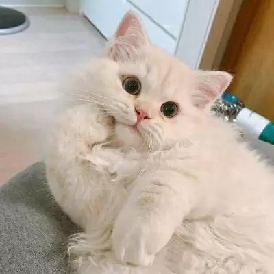 紹鈞 簡