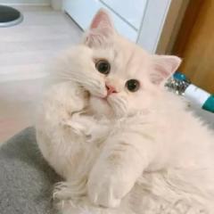紹鈞 簡