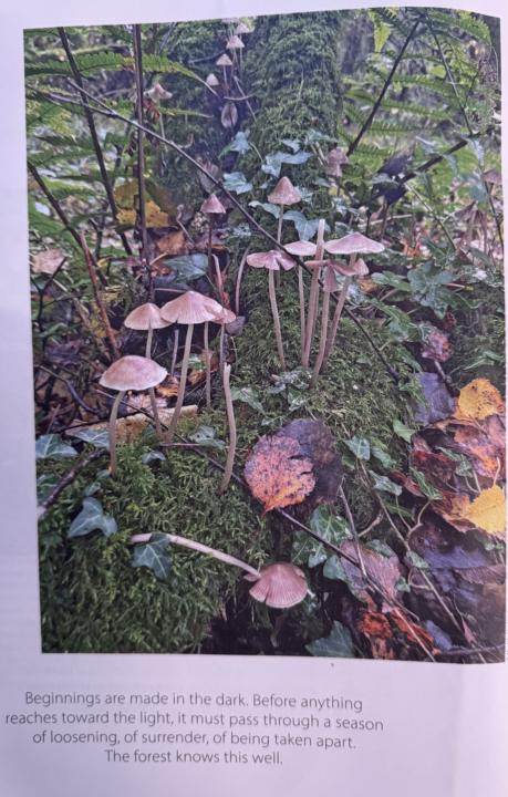 🌳 Der Förster, der loslassen lernte