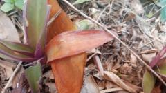 Ana Victoria Feo García