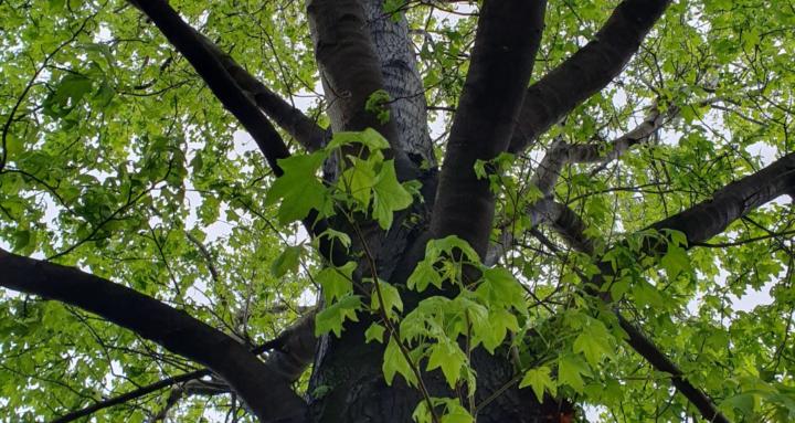 The Grounded Woman Collective