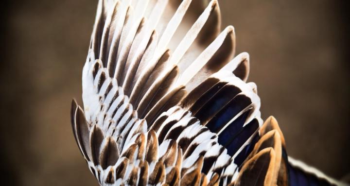 LuxPoultry Masterclass