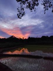 Haripriya M Pisharody