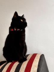 Micaela Lucia Gugliotta