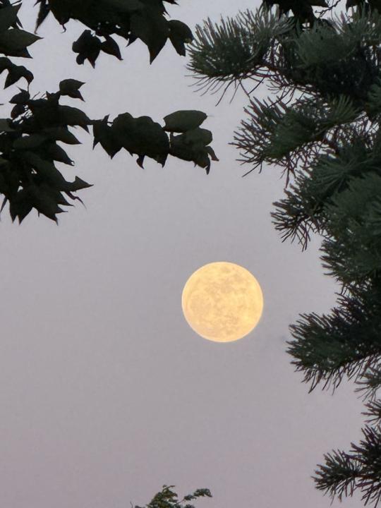 Scorpio Full Moon • Beltane • May Day (May 1st)
