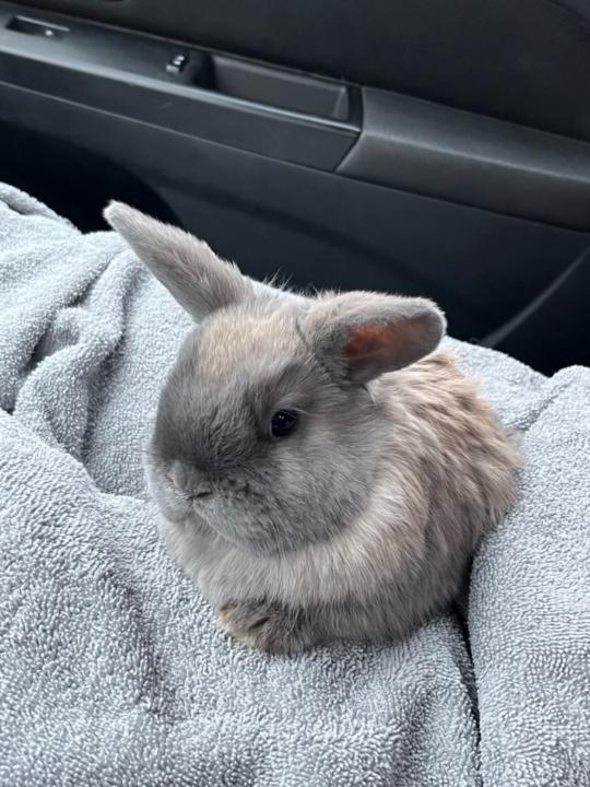 Cooper Pollo