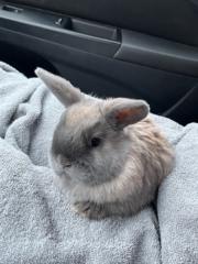 Cooper Pollo