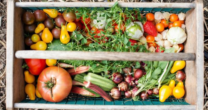 Vine and Fig Gardens