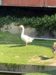 熱騰騰的 冰沙