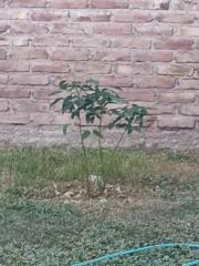Fiorela Zabala