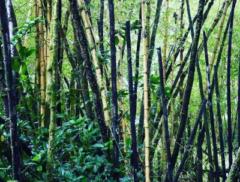 Bernadette Ildefonso