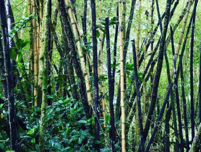 Bernadette Ildefonso