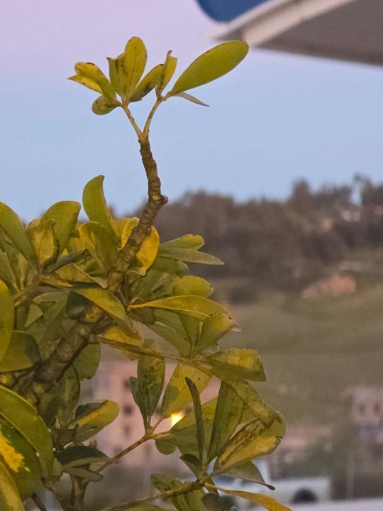 Brahim Bouktiba