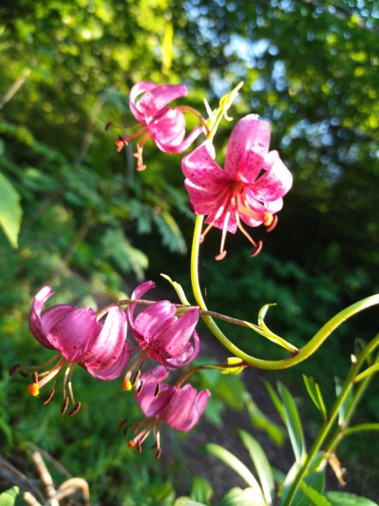Priscille De boisset
