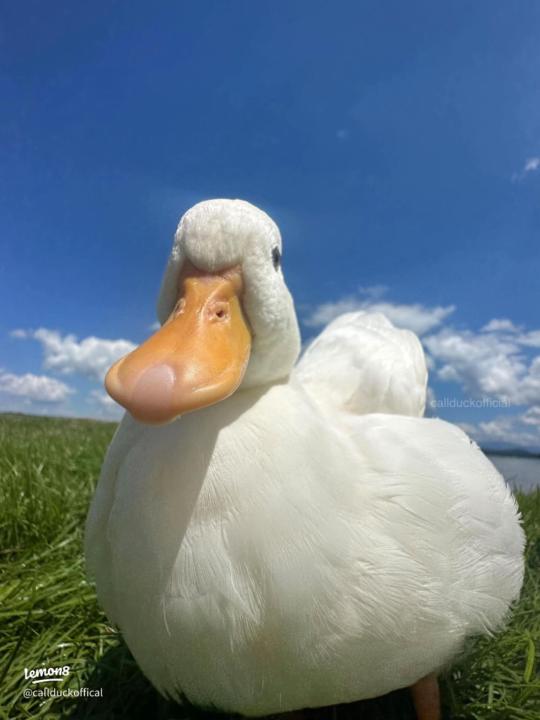 Dan Y
