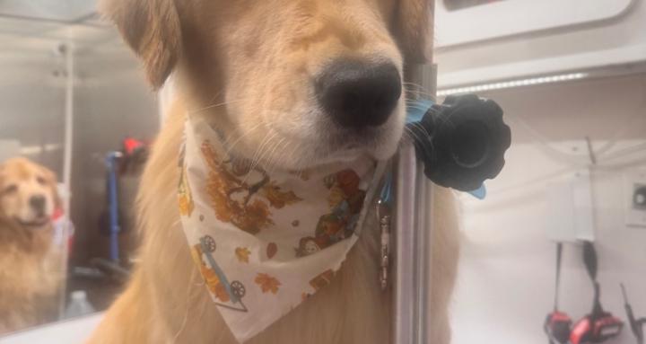 Pet Stylist of the World