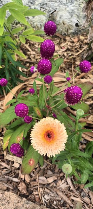 Domingo Alvarez Marin